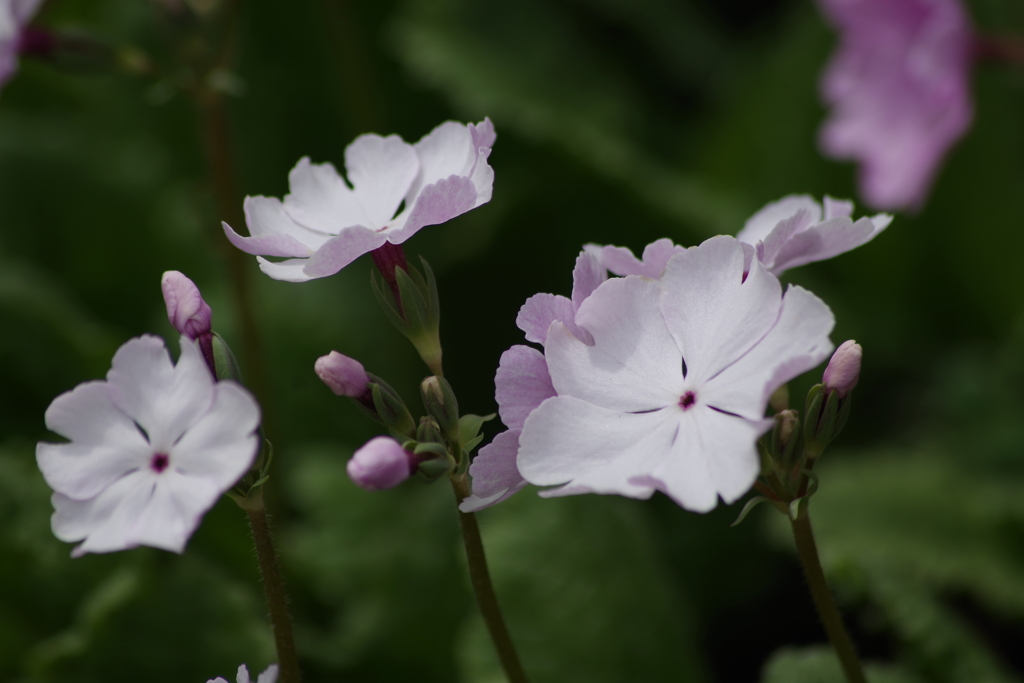 五月の風₋日本桜草1