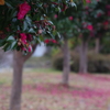 散って紅く染めて