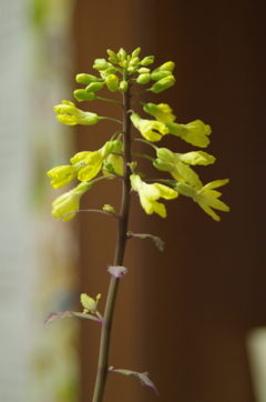 花瓶で咲いた花