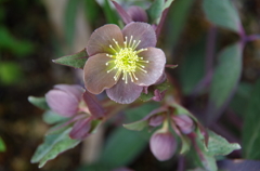 小豆色の花