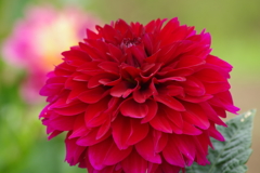 秋田のダリア-2017新作16