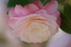 花散歩-下向きの乙女椿