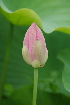 蓮の花-5