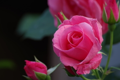 花散歩‐濃いピンクの薔薇