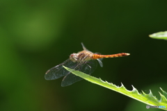 アザミの葉の上のトンボ