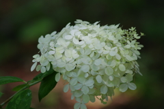 初秋の野草園₋ピラミッドアジサイ