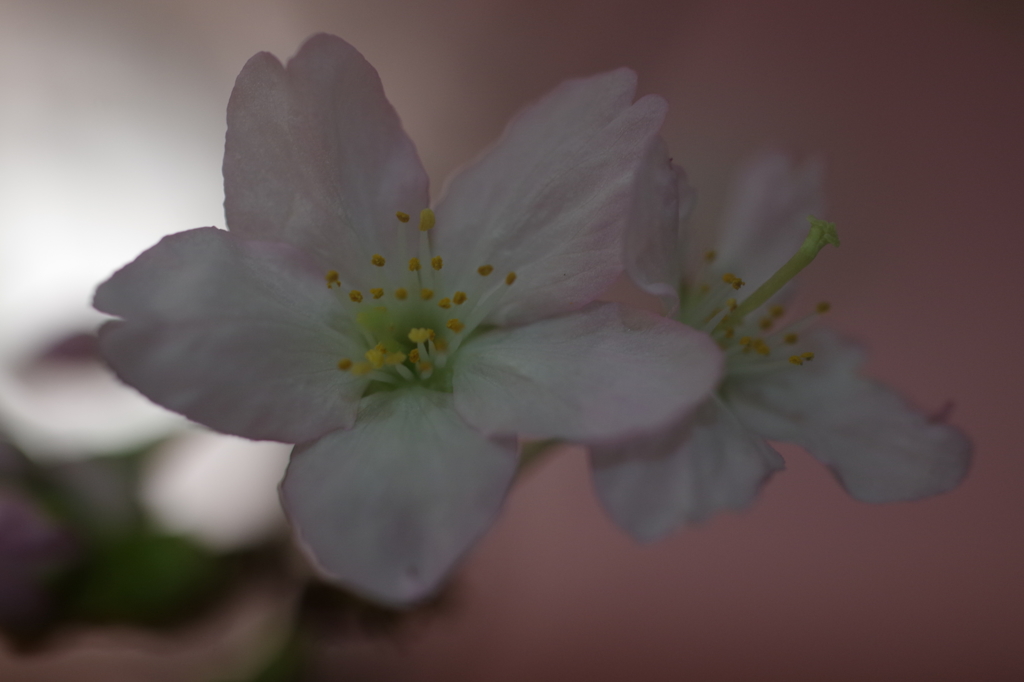 春を先駆けて-啓翁桜8