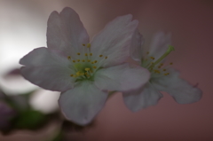 春を先駆けて-啓翁桜8