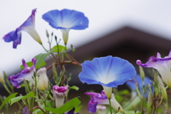 花散歩-そろそろ終いの青い朝顔