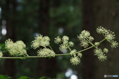 横向き線香花火