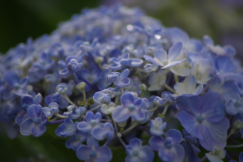弥彦山の紫陽花3
