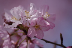 山形の桜尽くし-6