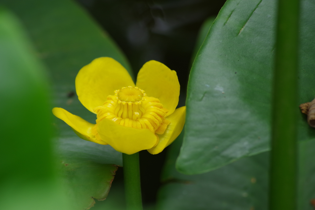 野草園で花探し-コウホネ