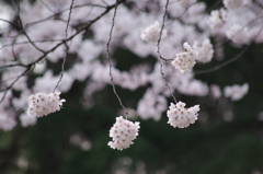 霞城公園の桜花-6