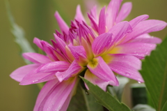 なでしこピンク