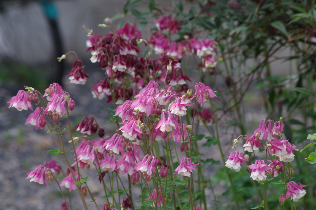 5/12 オダマキがたくさん