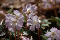 野草園の春-イワウチワ