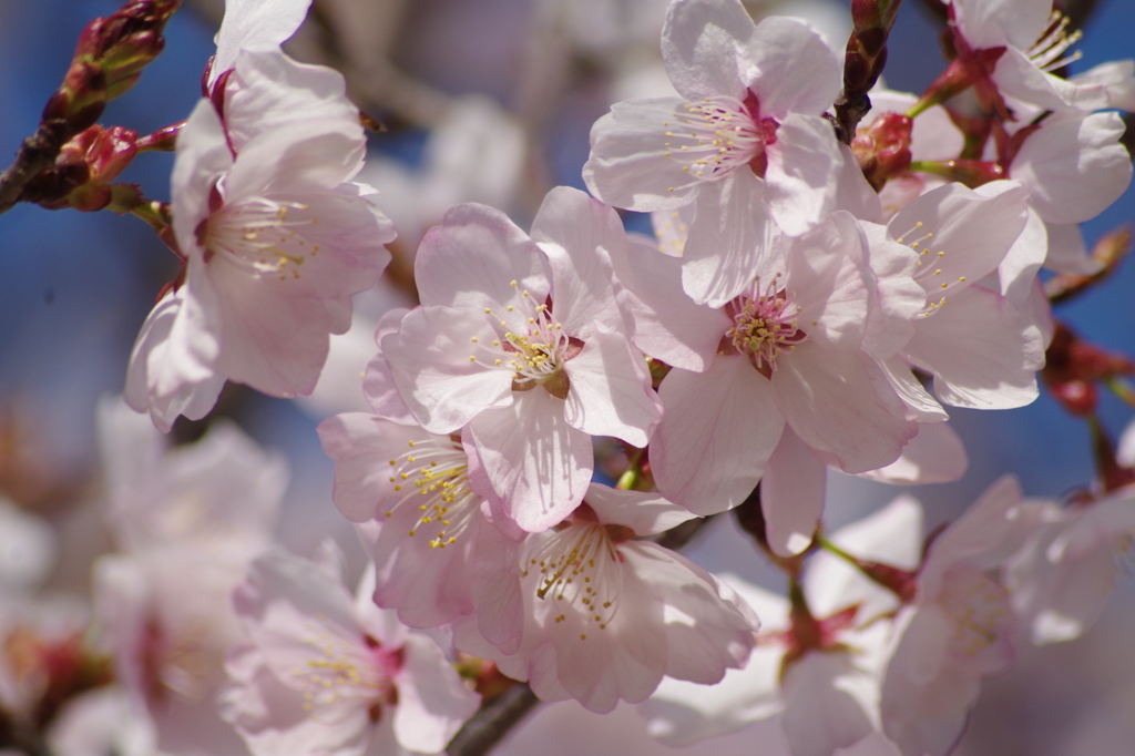 桜色・いろいろ6