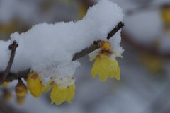 雪にも寒さにもめげず咲く-5