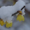 雪にも寒さにもめげず咲く-5