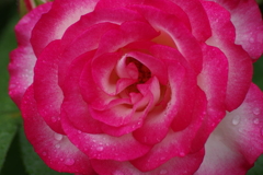六月の薔薇‐ダブリス