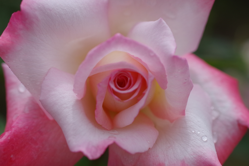 はなびらのかたち-6