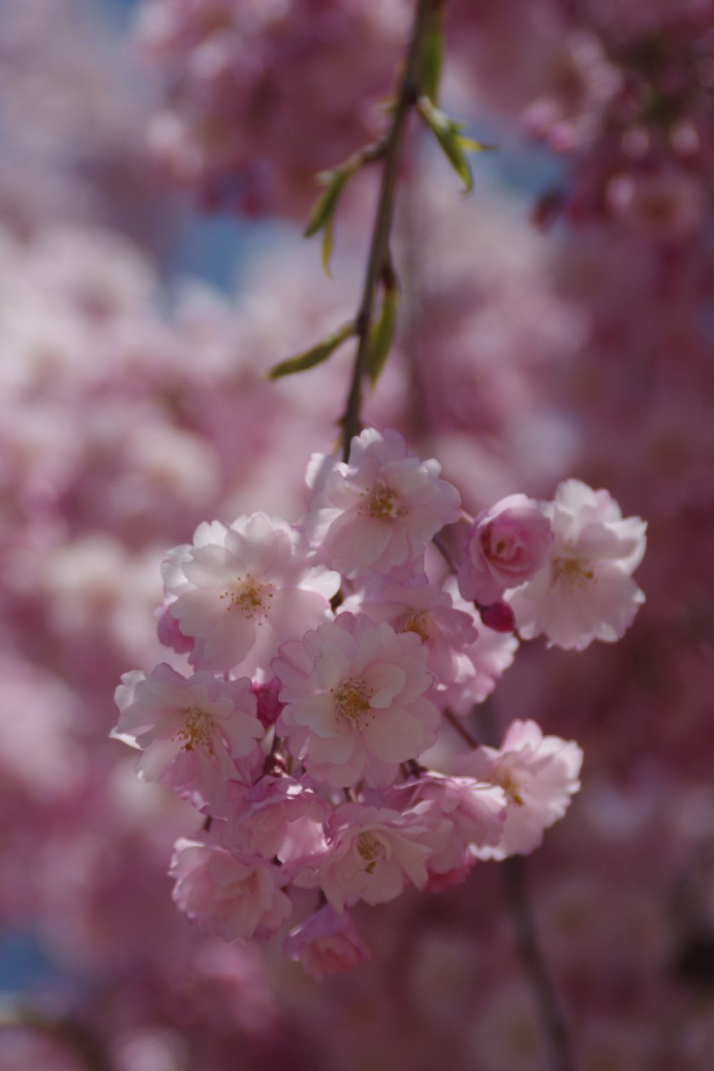 山形の桜尽くし-19