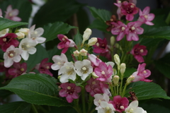 花散歩‐箱根空木