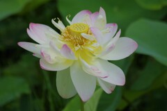 薄桃の蓮2