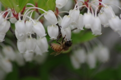 花散歩‐ドウダンツツジに蜂さん