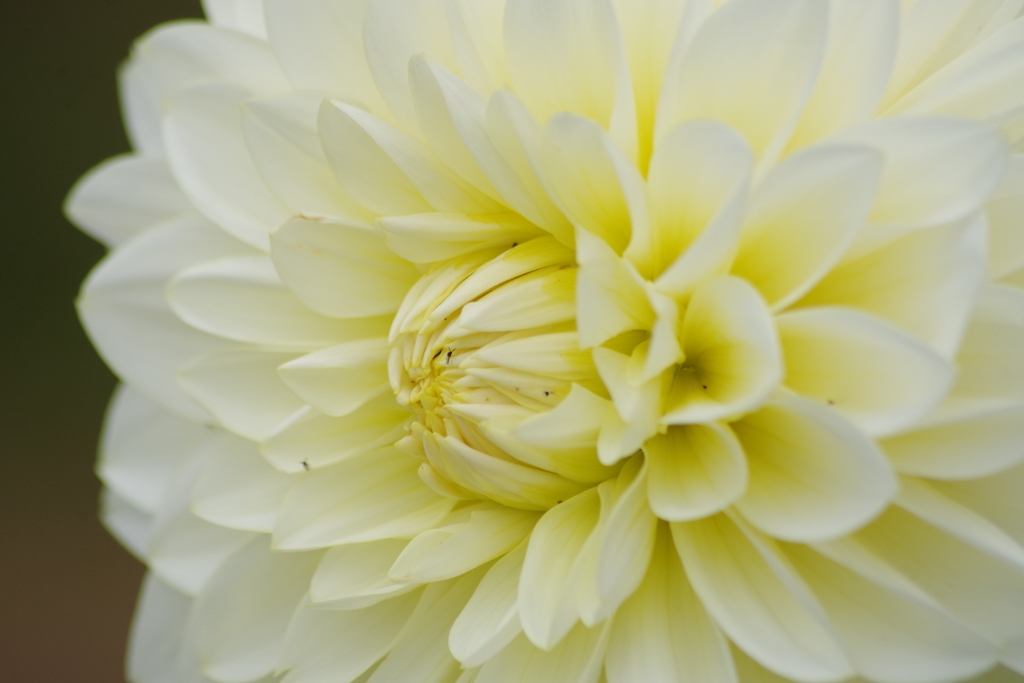 秋田のダリア-2017新作12