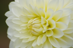 秋田のダリア-2017新作12