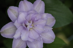 花散歩‐クレマチス