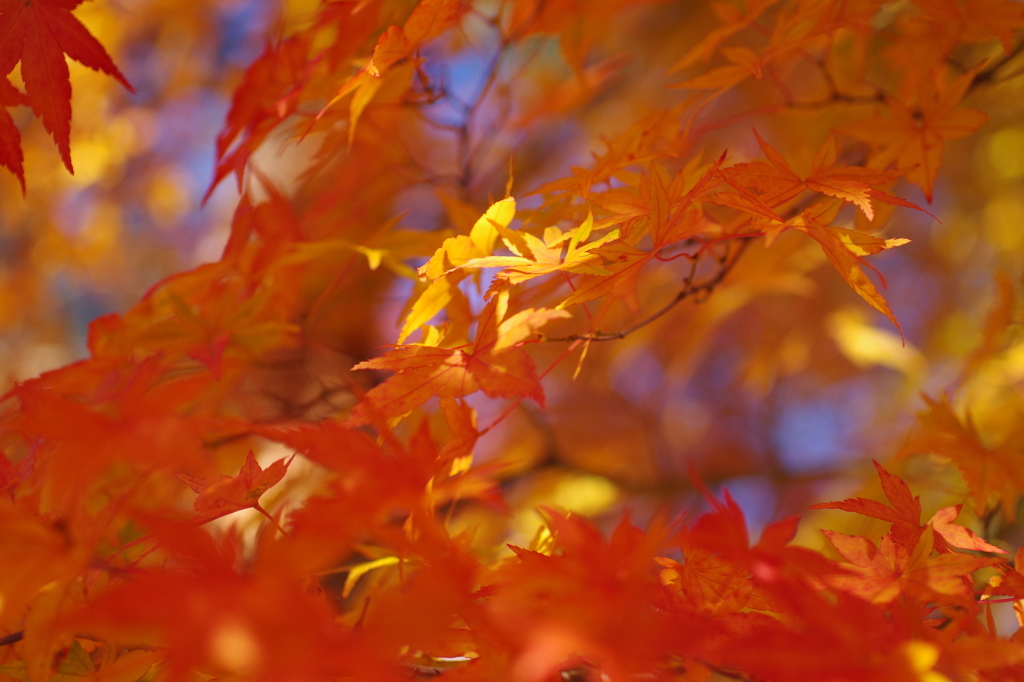 紅く燃え-いろはもみじ10