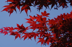 秋でもないのに