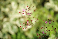 秋の線香花火-1