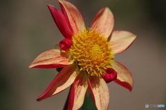 クリスティーズソフィア