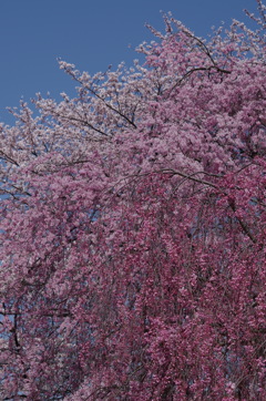 霞城の桜‐三色