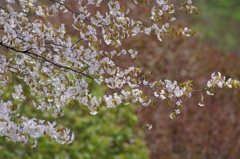 山桜-4