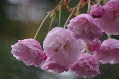 花散歩-八重桜が我が家