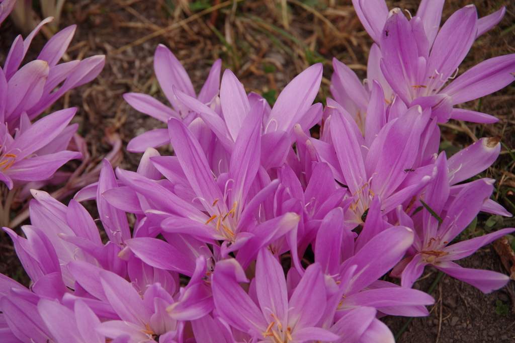 イヌサフランは花が先