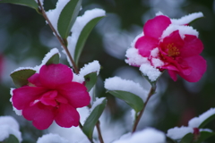 山茶花にふうわりと2