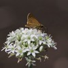 花散歩‐ニラとイチモンジセセリ