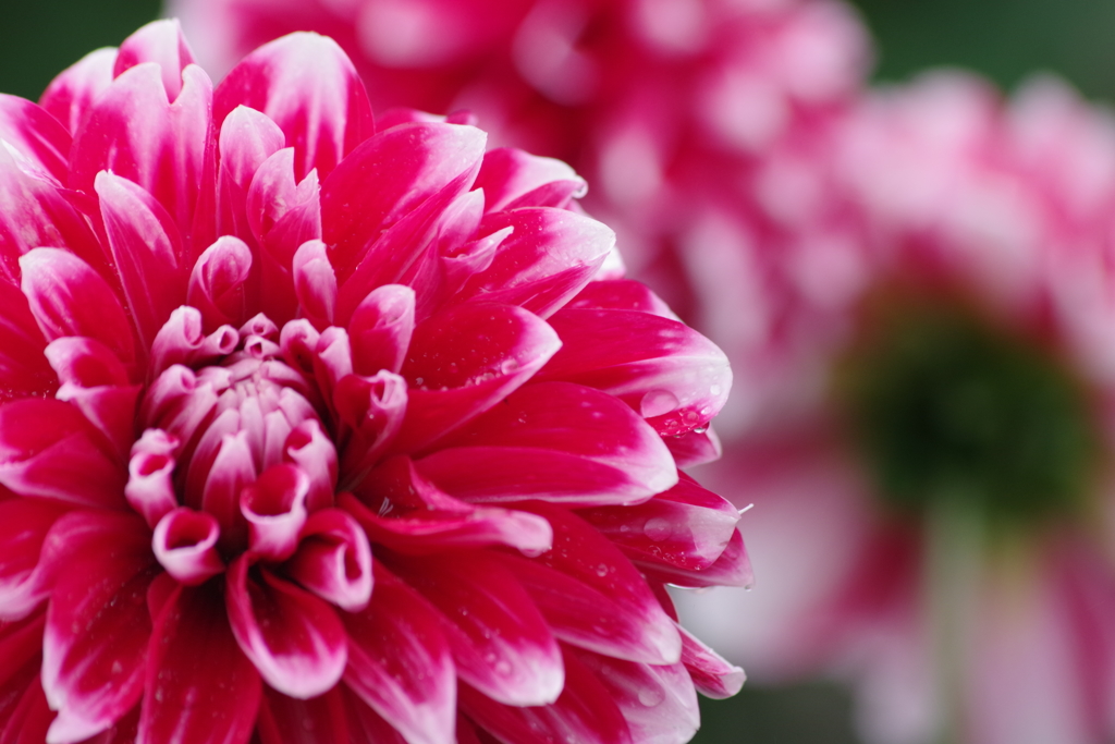 秋田のダリア-17・205