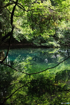 青と緑の神の池－丸池様8
