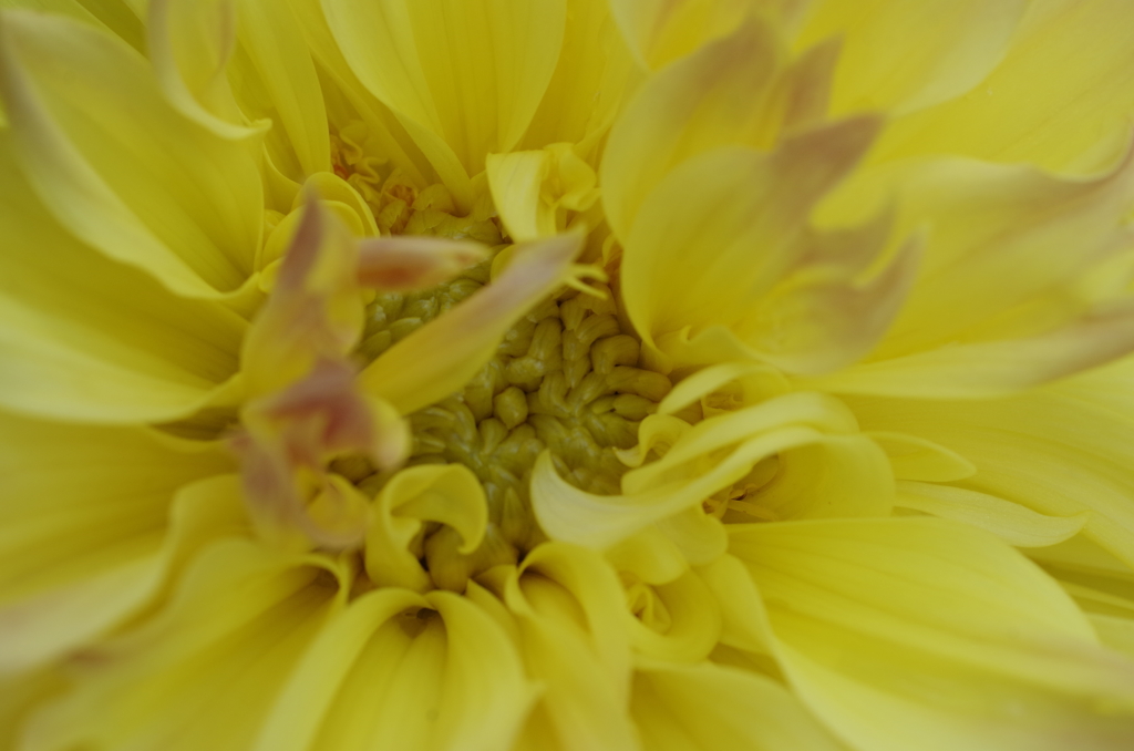 秋田のダリア‐蕊の魅惑2