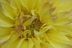 秋田のダリア‐蕊の魅惑2