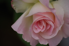 5/27 ピンクの薔薇