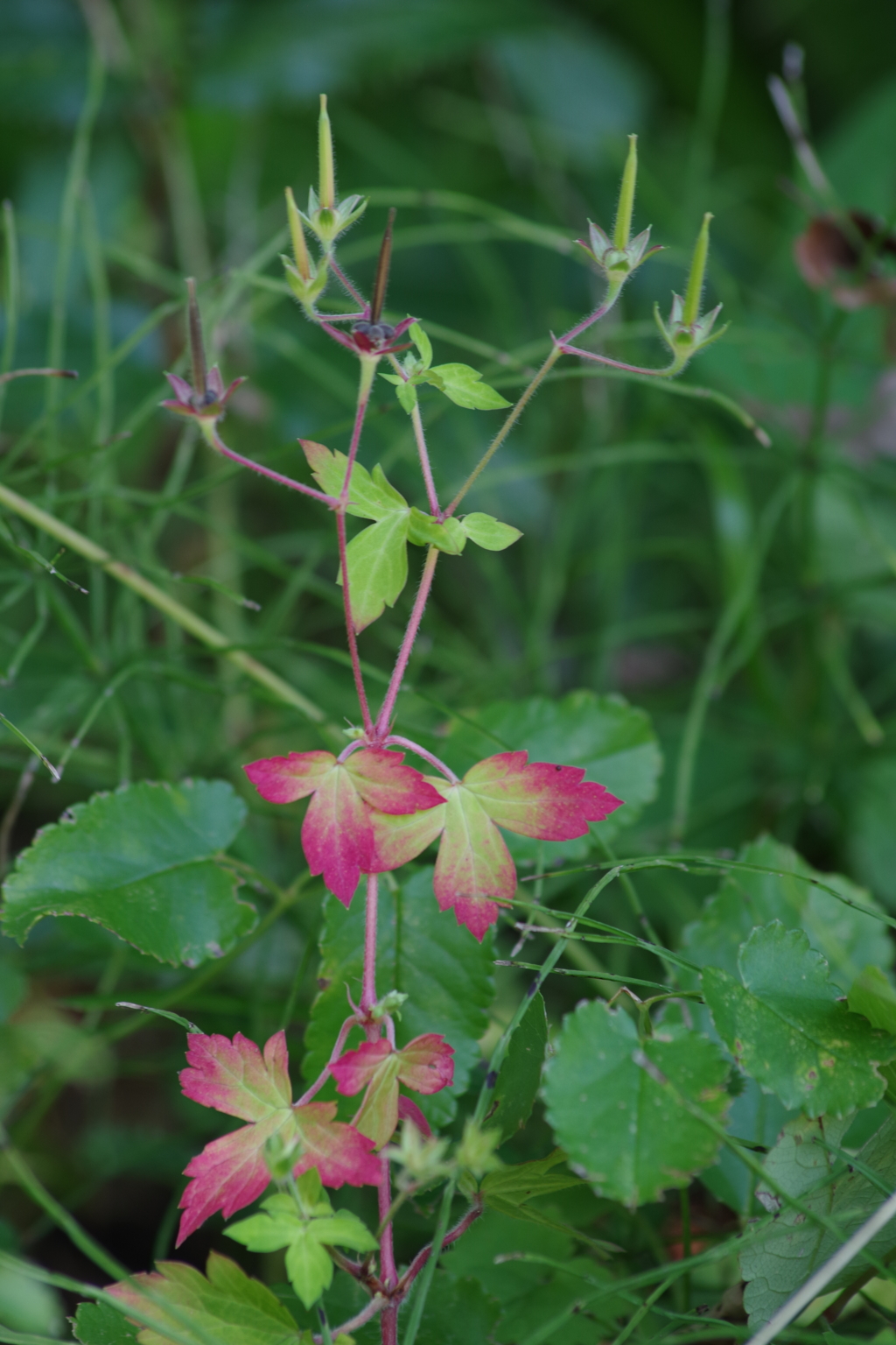 高原は秋⁻ゲンノショウコの草紅葉