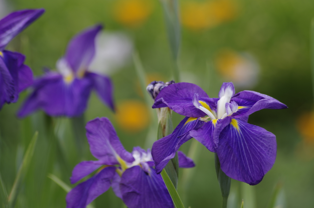 花散歩‐花菖蒲